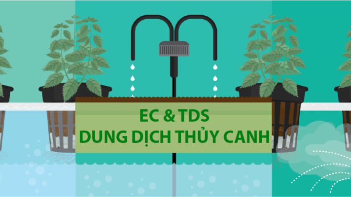Tầm quan trọng của EC trong thủy canh