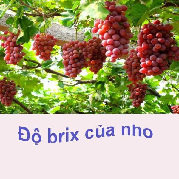 Độ Brix là gì?